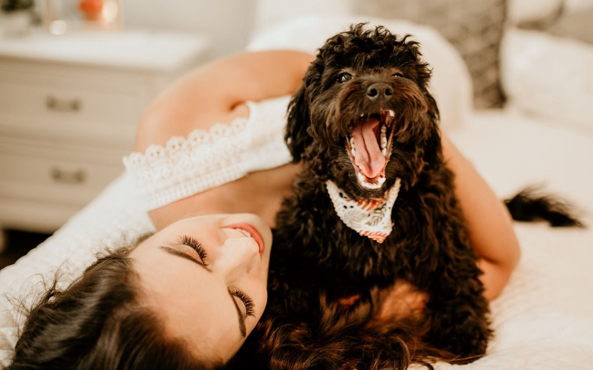 Designing a Calm and Comfortable Home for Your Dog