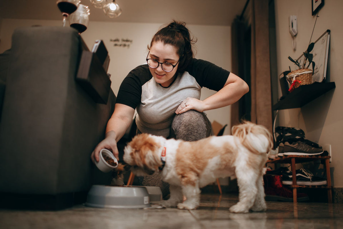 Creating a Better Feeding Routine for Your Dog