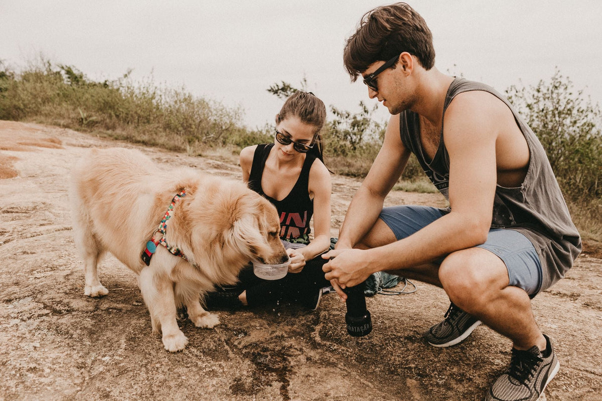Outdoor Adventures With Your Dog: Comfort, Safety and Preparation