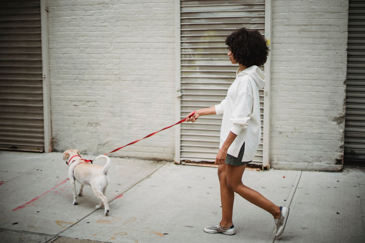 Building a Better Daily Dog Walking Routine
