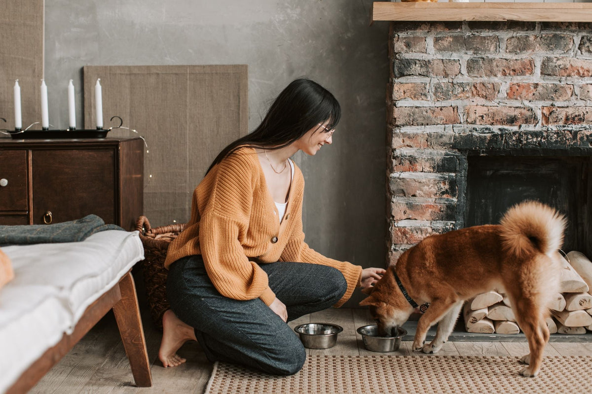 Elevating Everyday Mealtimes for Modern Pet Homes