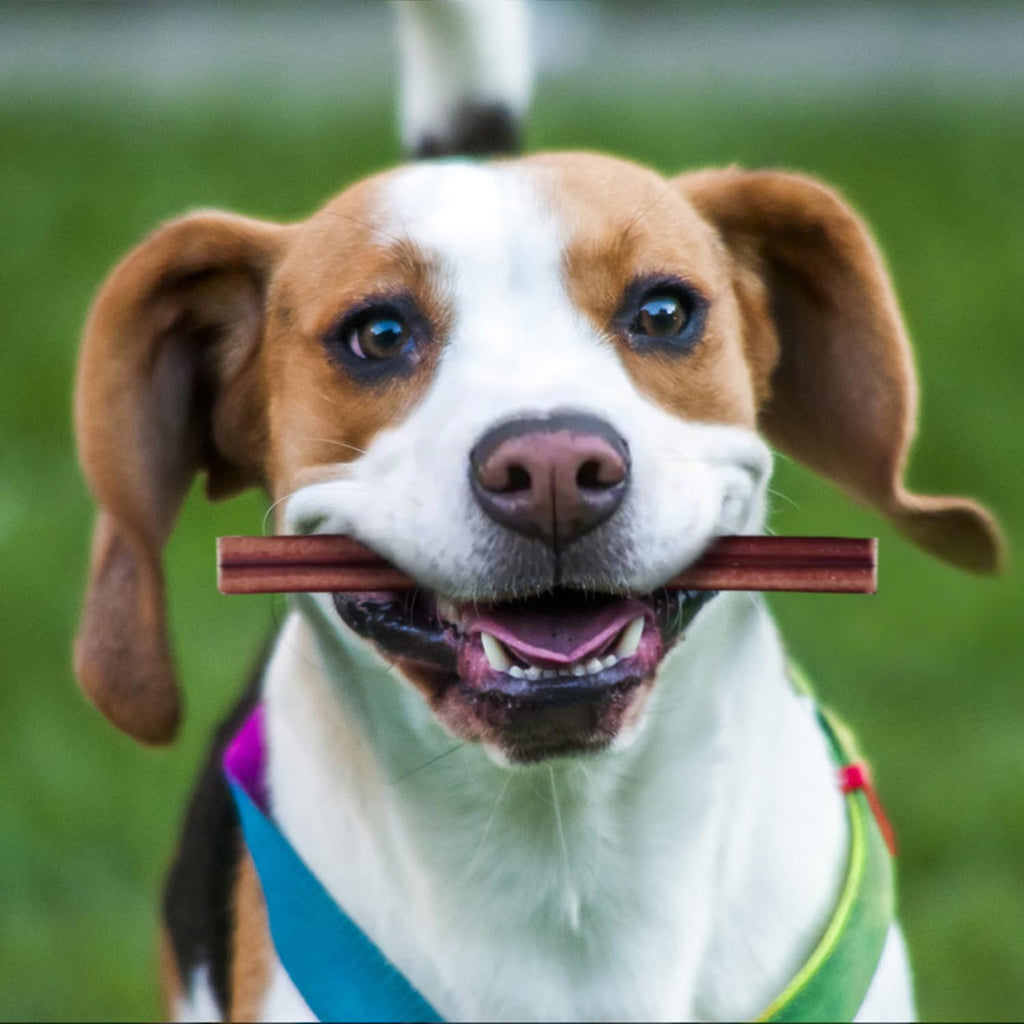 PETPURO 6" Natural Bully Sticks for Dogs, Long-Lasting USA Made Beef Dog Chew Treats 100 Count
