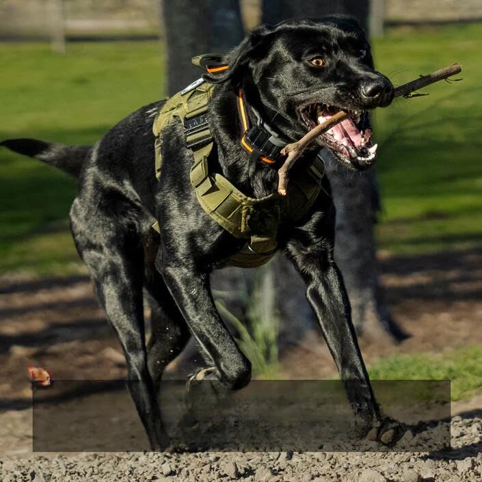 Vauxhaller Pet Belong Tactical No Pull Dog Harness v2 (XL,Green3)