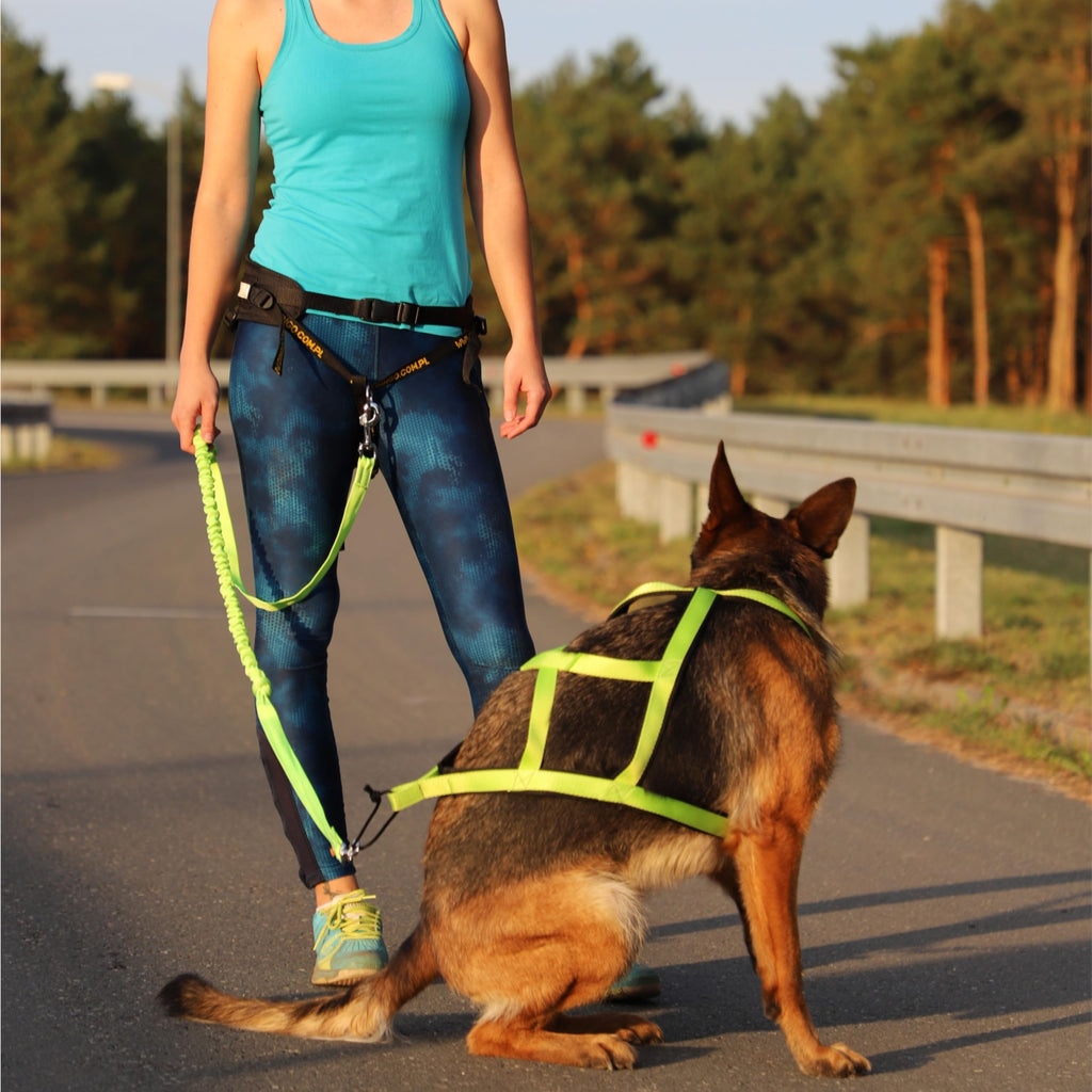 Dingo Hands Free Leash and Belt for Walking and Running with Dog, Bungee Training Leash