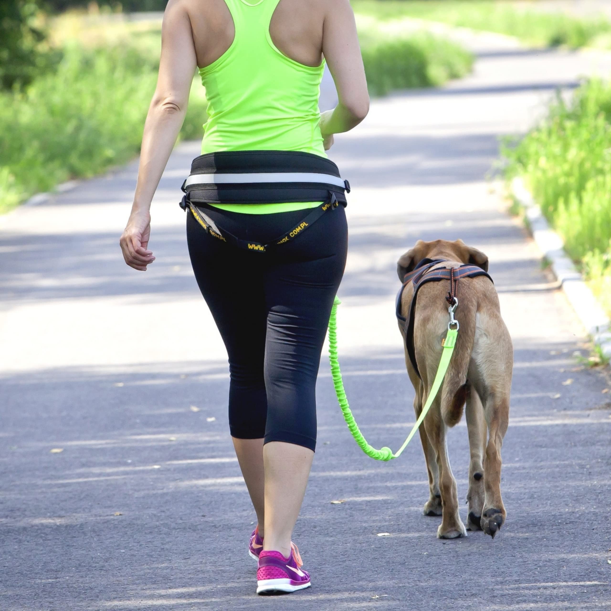 Dingo Hands Free Leash and Belt for Walking and Running with Dog, Bungee Training Leash
