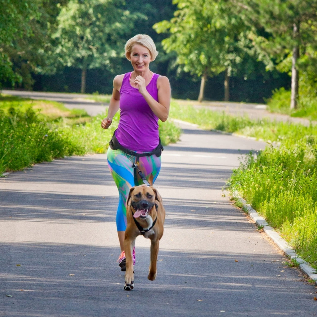 Dingo Hands Free Leash and Belt for Walking and Running with Dog, Bungee Training Leash